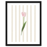 Single Tulip thumbnail