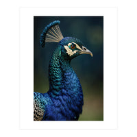 Peacock Portrait Photography (Print Only)