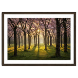 Blooming cherry trees in soft morning light thumbnail