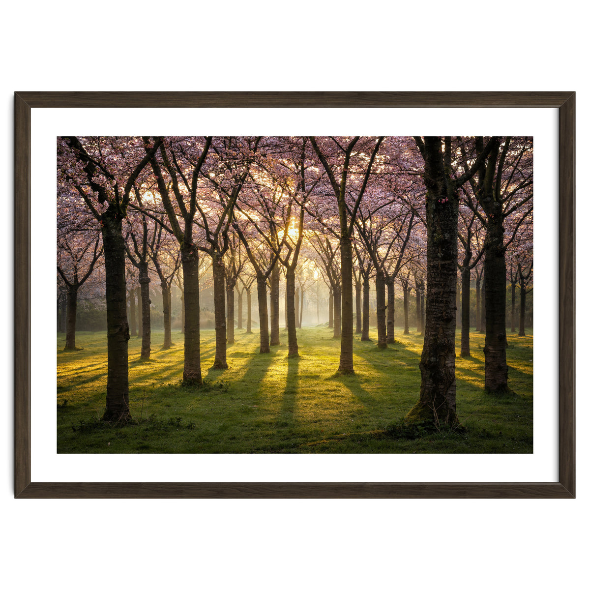Blooming cherry trees in soft morning light