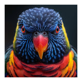 Close Up Of A Colorful Rainbow Lorikeet Bird (Print Only) thumbnail