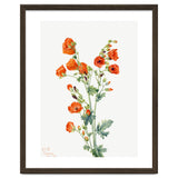 Mary Vaux Walcott – Scarlet Globe Mallow (Sphaeralcea grossulariaefolia) (1927) thumbnail