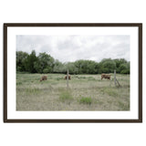 Cows in the farm thumbnail