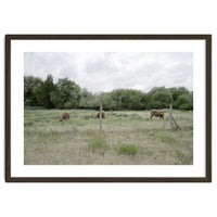 Cows in the farm