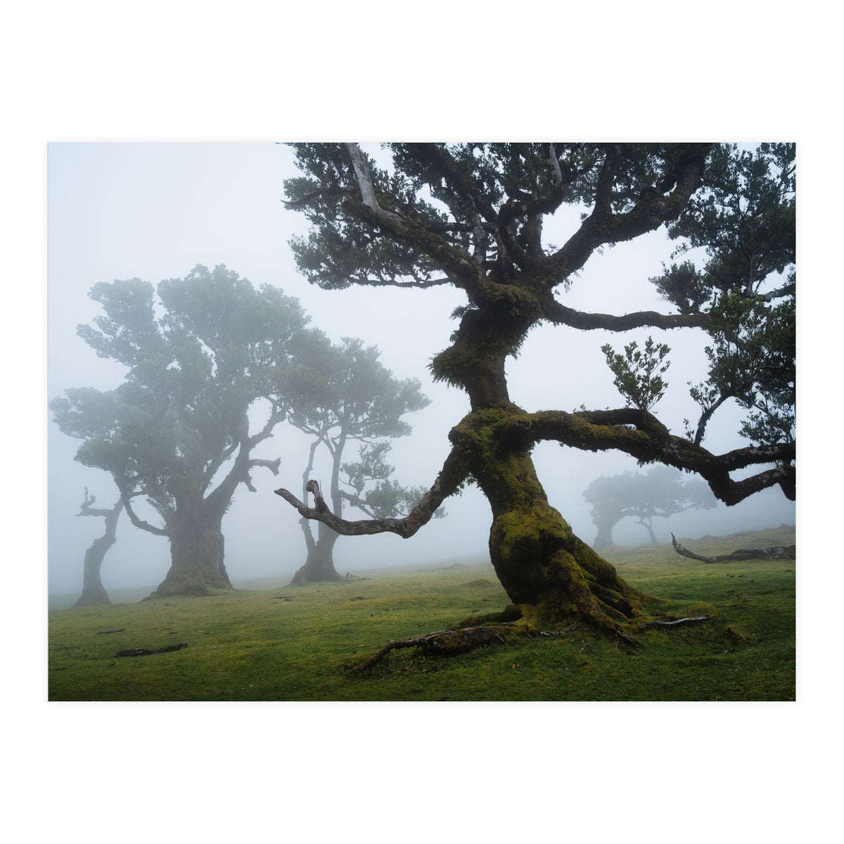 Forest queen (Print Only)