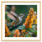 Hummingbird Feeding On Yellow Flowers Nectar thumbnail