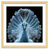Majestic White Peacock Displaying Its Feathers thumbnail