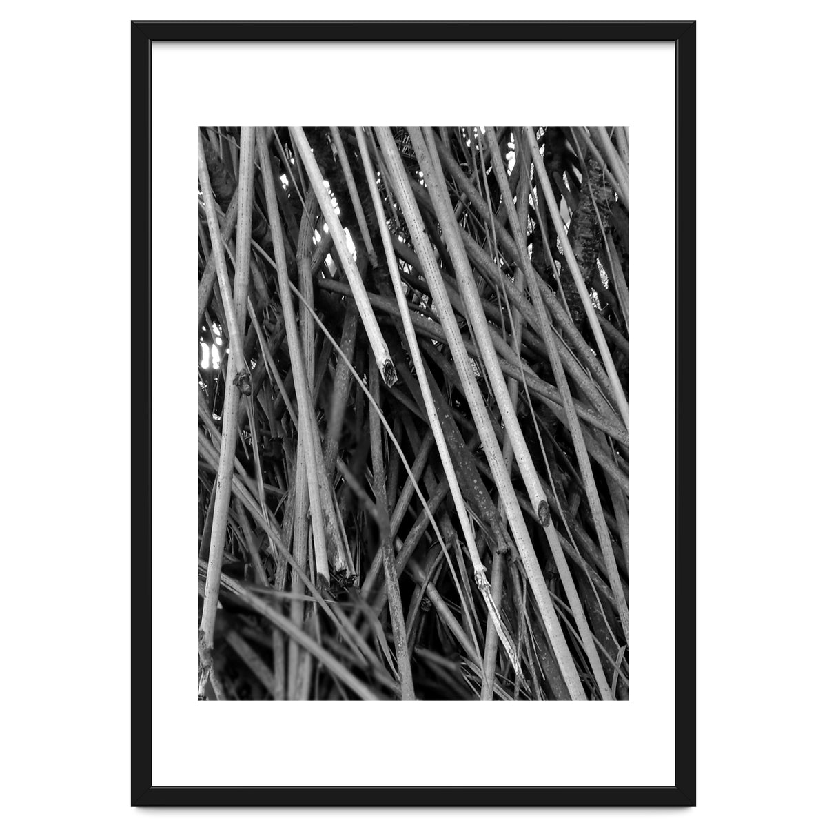 Black Tectorius Plant Shoots Art