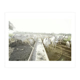 LIVING TOGETHER - WHITE COWS FAMILY (Print Only) thumbnail