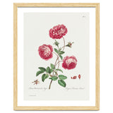 John Edwards – Larger Provence Rose (1770–1775) thumbnail