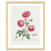 John Edwards – Larger Provence Rose (1770–1775)