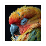 Close Up Of A Sleeping Sun Conure Parrot (Print Only) thumbnail