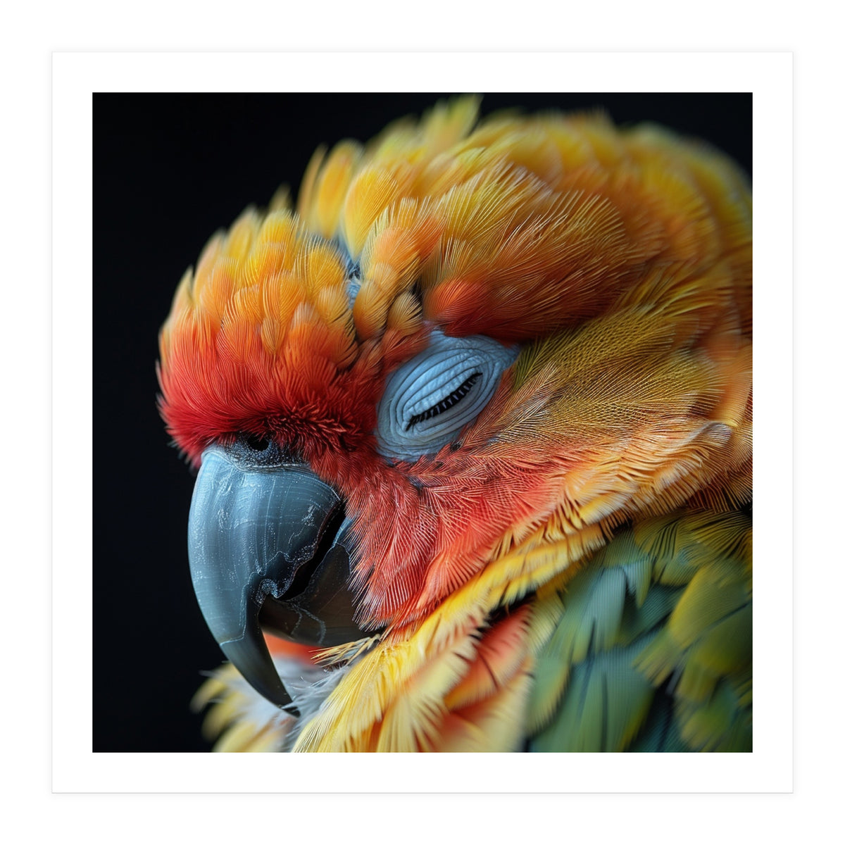 Close Up Of A Sleeping Sun Conure Parrot (Print Only)