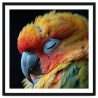 Close Up Of A Sleeping Sun Conure Parrot
