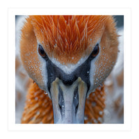 Close Up Of A Pelican's Beak With Water Droplets (Print Only)