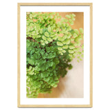 Maidenhair Queen thumbnail