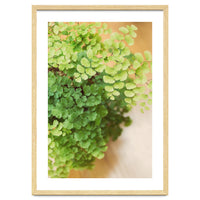 Maidenhair Queen
