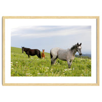 Equine Family