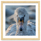 Close Up Of A Swan In Frost Winter Bird Close Up thumbnail