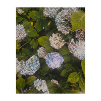 Hydrangeas | Portrait (Print Only)