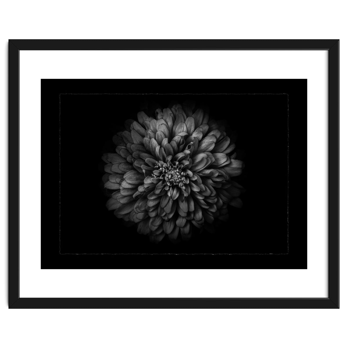 Backyard Flowers In Black And White No 68 with Border
