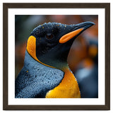 King Penguin With Water Droplets In Rain thumbnail
