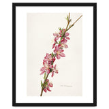 Royal Charles Steadman – Peach (Prunus persica) (1924) thumbnail
