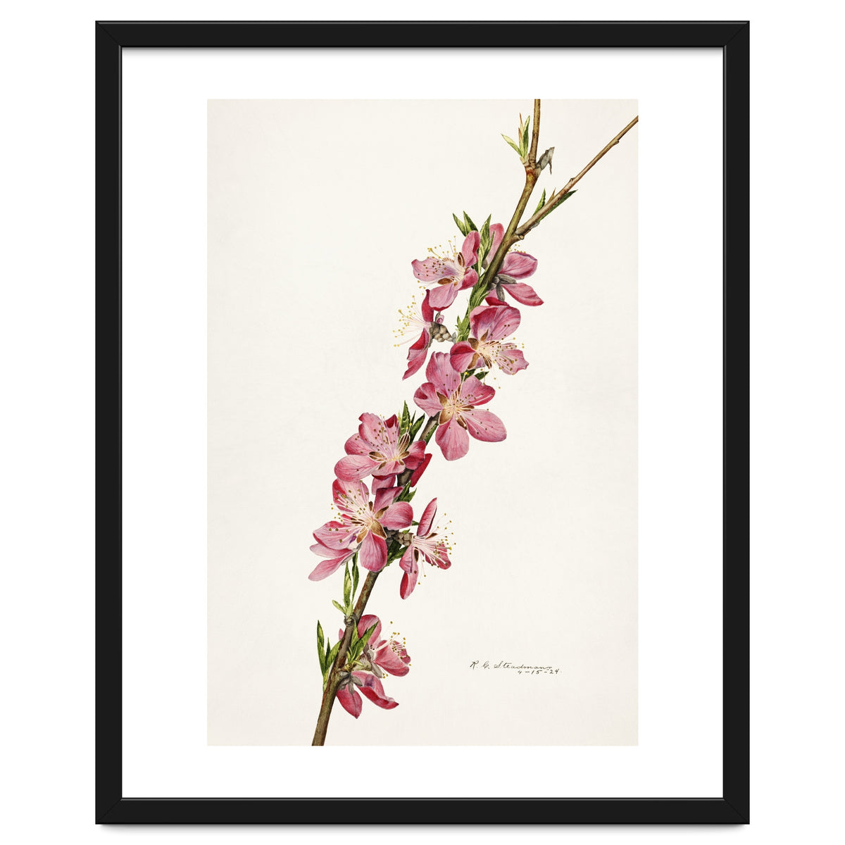 Royal Charles Steadman – Peach (Prunus persica) (1924)