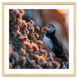 Puffin Bird On Rocks Near Pink Flowers At Sunset thumbnail