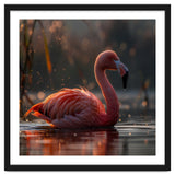 Pink Flamingo Swimming In Sunlight Water thumbnail
