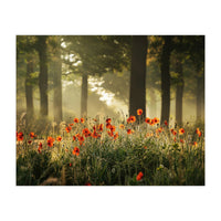 The poppy forest (Print Only)
