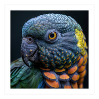 Close Up Portrait Of A Colorful Parrot's Face (Print Only)