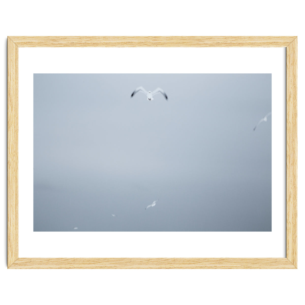 A flying seagull in the winter sky