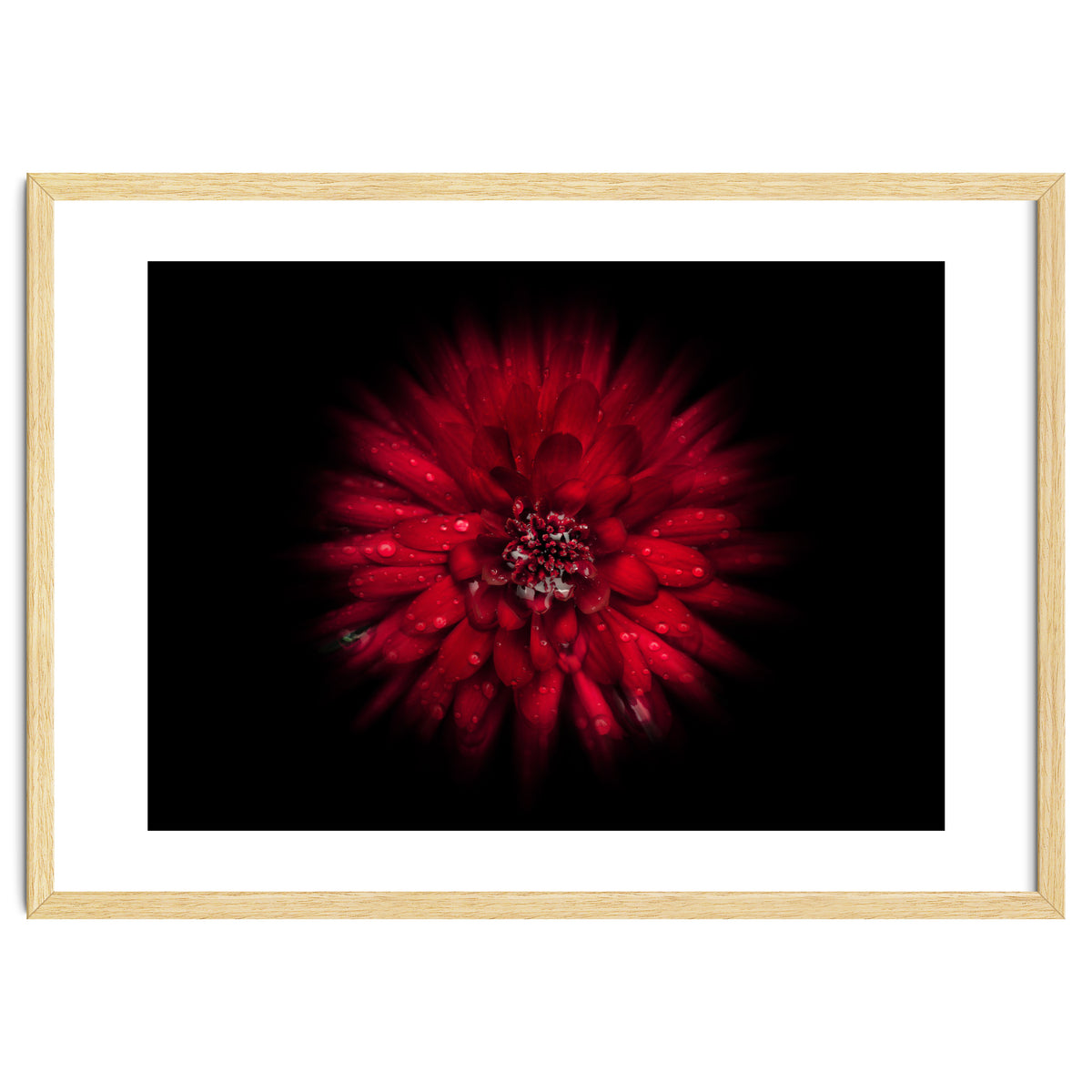 Backyard Flowers No 45 Color Flow Version