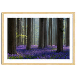 Bluebell forest thumbnail