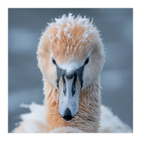 Majestic Swan Covered In Frost And Snow (Print Only)