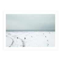 Seagulls in the winter snow beach (Print Only)