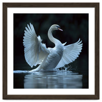 Majestic White Swan Spreading Wings On Water