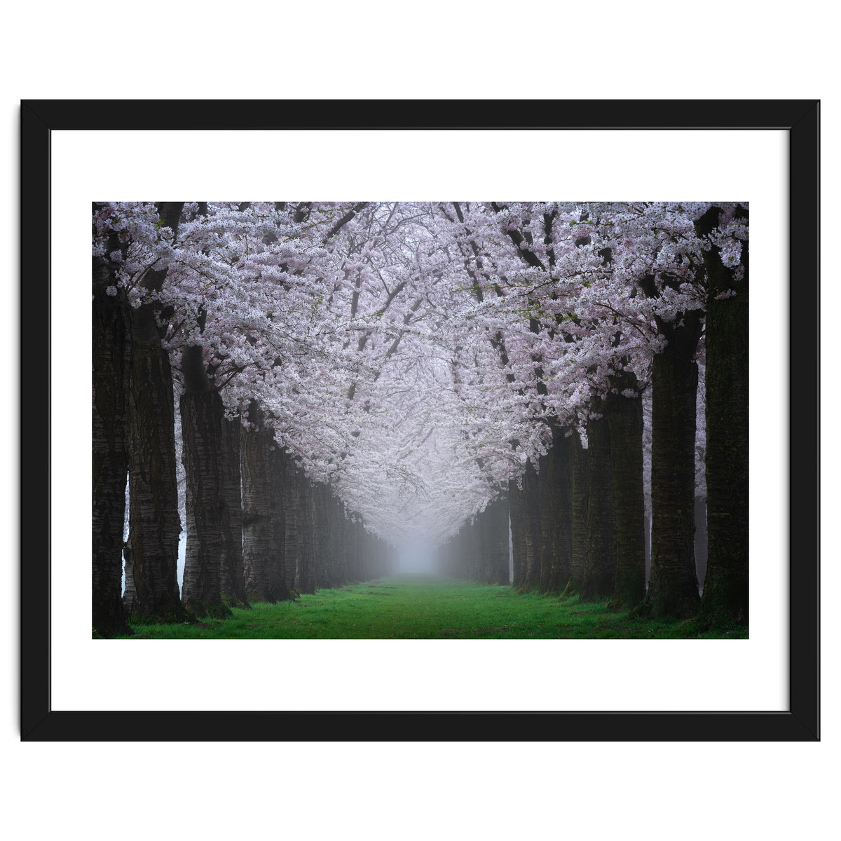 Cherry trees in the fog