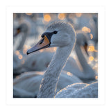 Majestic Swan Close Up With Water Droplets (Print Only) thumbnail