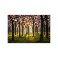 Blooming cherry trees in soft morning light (Print Only)
