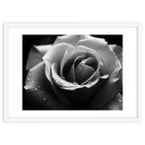 Ethereal Monochromatic Rose Petal Macro thumbnail