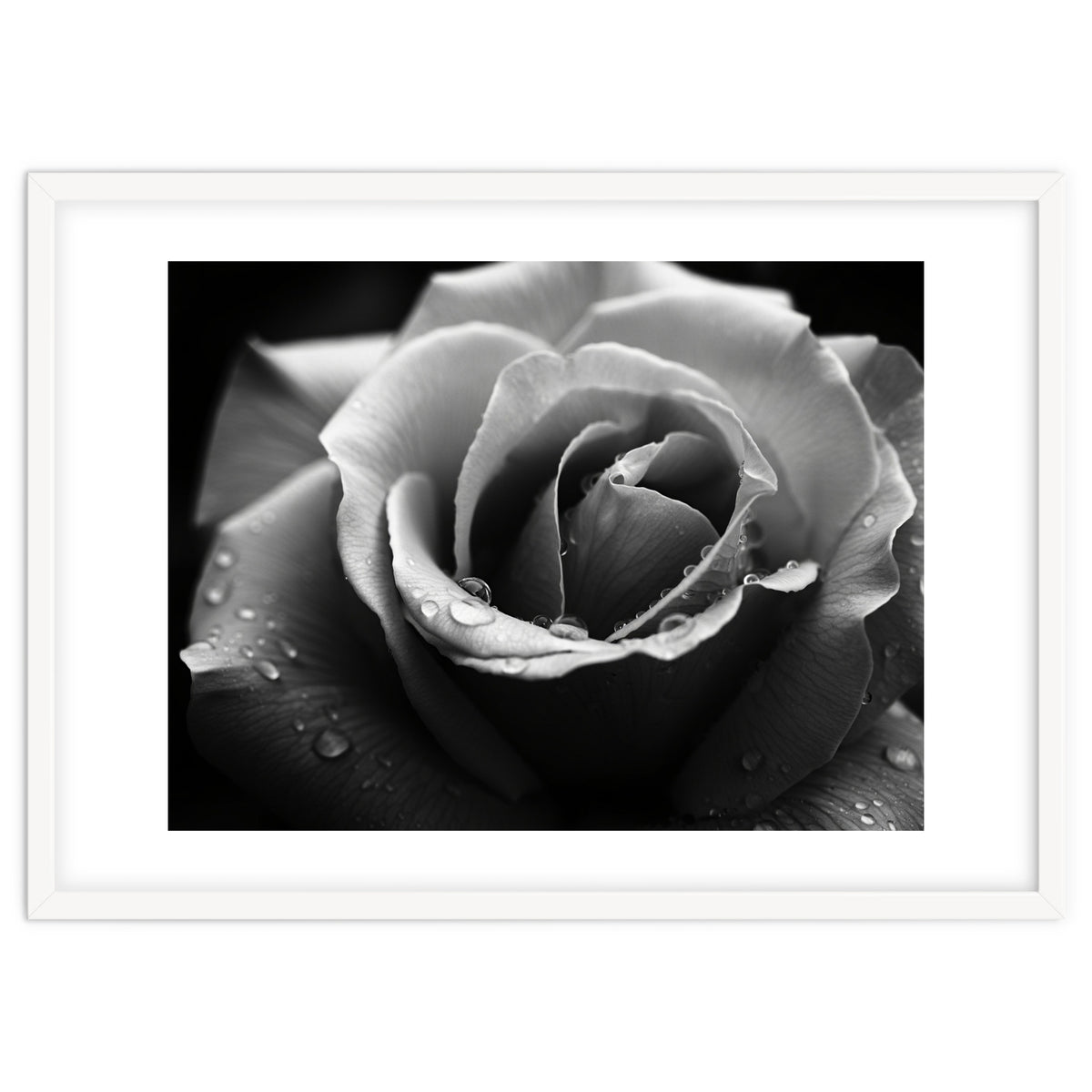Ethereal Monochromatic Rose Petal Macro