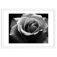 Ethereal Monochromatic Rose Petal Macro