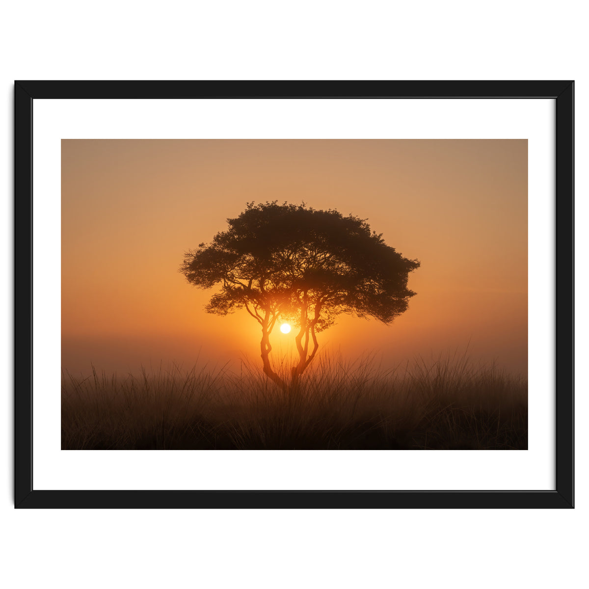 Tree at sunrise