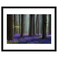 Bluebell forest