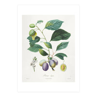 Henri-Louis Duhamel du Monceau – Prune Bifère (1808–1835) (Print Only)