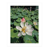 Hylas (Print Only) thumbnail