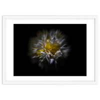 Backyard Flowers No 25 Color Flow Version