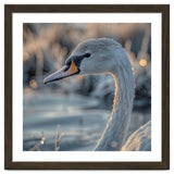 Close Up Of A Swan Covered In Frost thumbnail